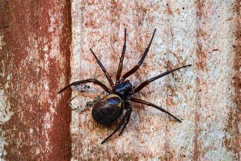 Rise In Sightings Of Venomous False Black Widow Spiders Reported In