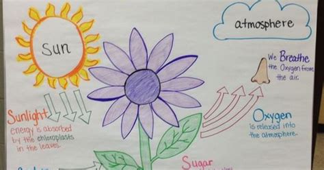 Photosynthesis Anchor Chart By Miss Lintz Science Pinterest
