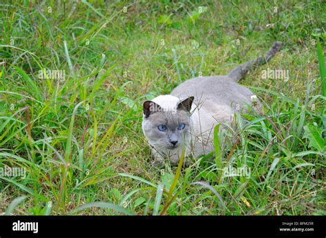Cat Hunting Hi Res Stock Photography And Images Alamy