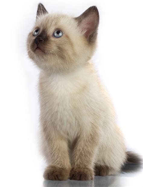 Fluffy Cat Breeds Descubra As Vaquinhas Mais Fofas Creative Saplings