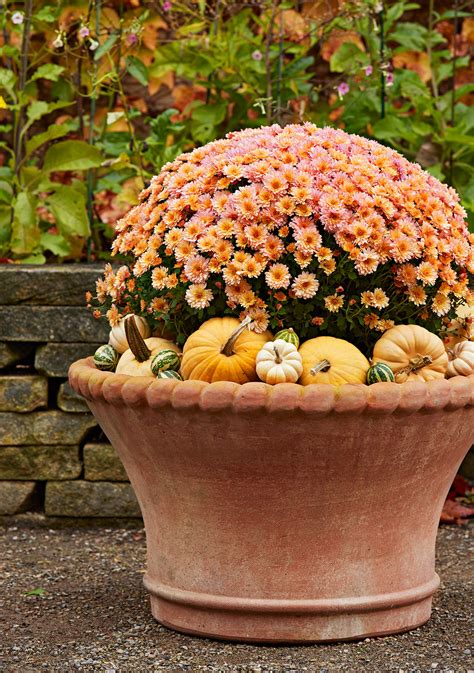 How To Grow And Care For Fall Mums Guide To Types Of Mums