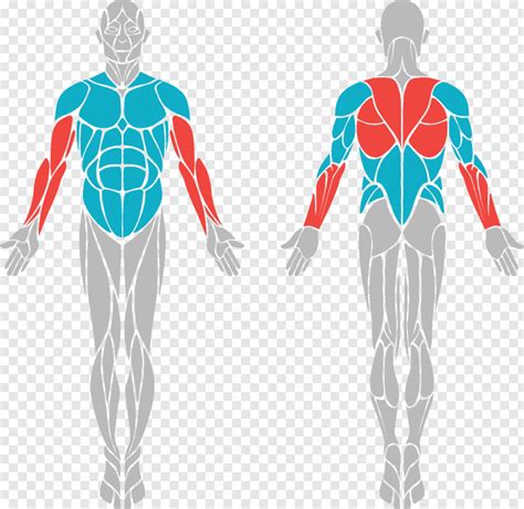 Diagram Of Muscles In The Body Diagram Of Muscles Diagram Design