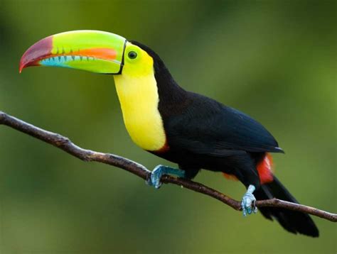 Well Trained Yellow Throated Toucan Jonesboro Offer Jonesboro Pets Birds