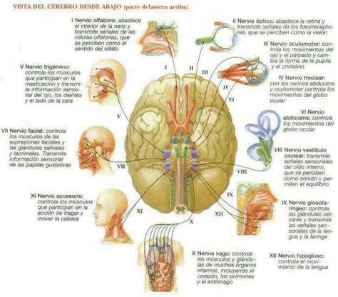Pares craneales Nervios craneales Neurología Anatomia del cerebro