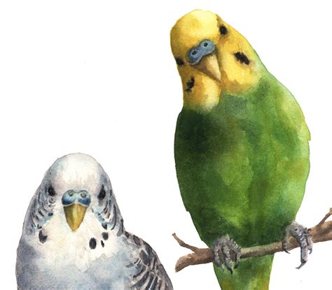 Pair Of Parakeets Print Green Budgie Budgerigar Art Birdie Etsy Polska