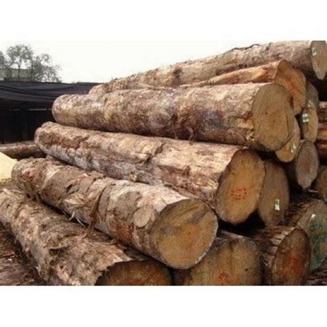 Pine Wooden Log At Rs 800cubic Feet Pine Timber Wood Logs In Gurugram Id 19473669697