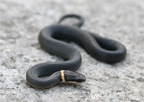 Her gün binlerce yeni, yüksek kaliteli fotoğraf ekleniyor. How dangerous is a black snake with a yellow ring around ...