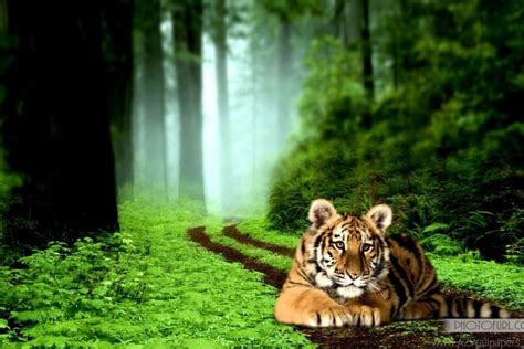 Cool Tiger Backgrounds ·① Wallpapertag