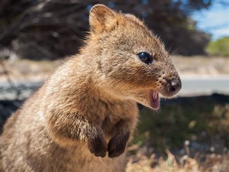 Are Quokkas Dangerous Things You Need To Know About Quokkas