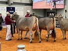 Kedar Brown Swiss unbeatable at the UK Dairy Expo 2023
