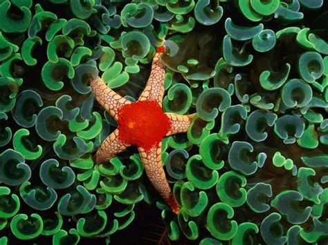 Sea Star Photos Sea Urchin Pictures Wallpaper Gallery National
