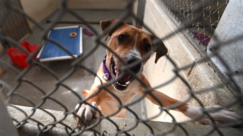 Michigan Animal Shelters Are Overcrowded And Facing Capacity Issues
