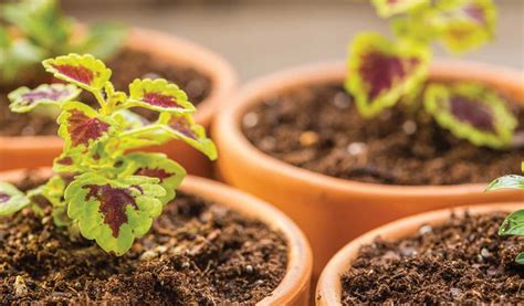 To grow from seed, prepare a container with. Which seeds should I start indoors? - Farm and Dairy