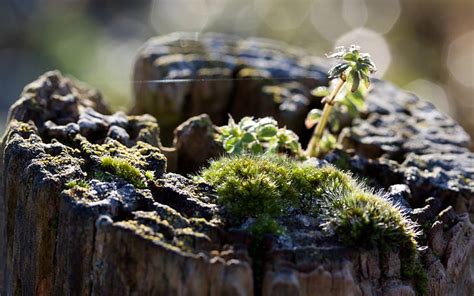 Tree Stump Macro Hd Nature Macro Tree Stump Hd Wallpaper