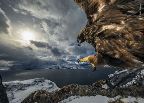 Land Of The Eagle Wildlife Photographer Of The Year Natural History