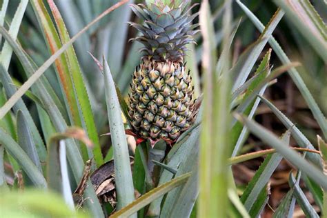 How Long Does It Take To Grow A Pineapple Tips For Growing Planted Shack