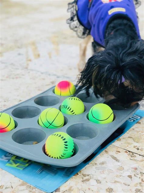 38 Diy Dog Projects Easy To Build Creations For Your Pup