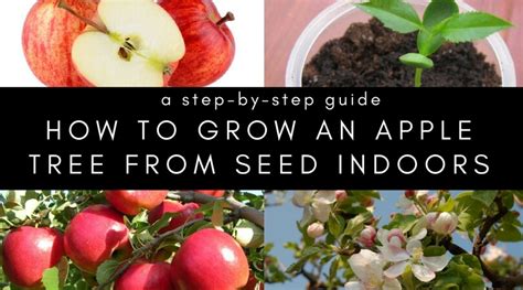How To Grow An Apple Tree From Seed And Grafting Home