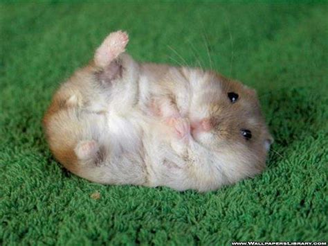 Hamster Meme Wallpapers Top Free Hamster Meme Backgrounds WallpaperAccess