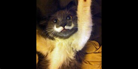 Check Out Hamilton The Hipster Cat And His Classy Handlebar Mustache