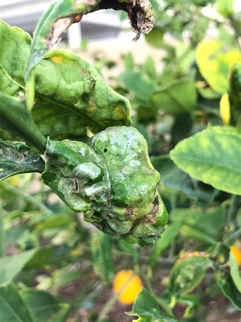 Lemon Tree Disease How To Treat Pictures Inside General Fruit Growing Growing Fruit