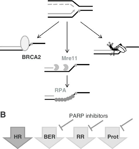 Model For Brca2 And Parp1 Mediated Protection Of Stalled Replication
