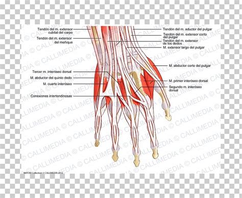Thumb Extensor Digitorum Muscle Hand Tendon Png Clipart Degrees Anatomy Angle Arm