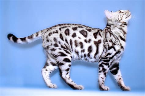 Silver Marble Bengal Cat Lively Pets 1435