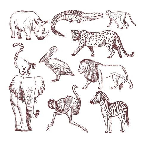 Hand Drawn Illustrations Of African Animals By Onyx Thehungryjpeg
