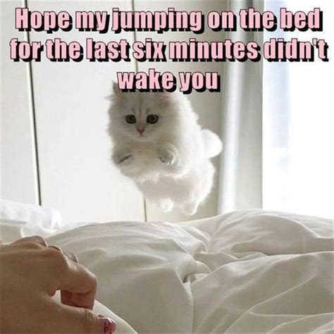 Cat Memes Funny And Cute Kitten Memes