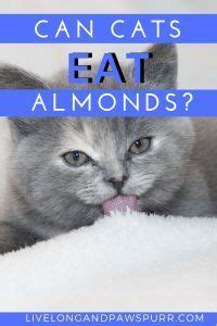 Overall, cats should not eat peanut butter, unless it is being used as a way to give your cat medication. Can Cats Eat Almonds? - Live Long and Pawspurr in 2020 ...