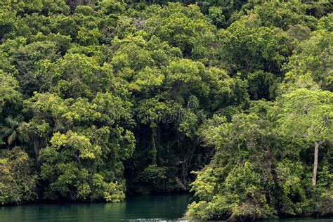 Rain Forest Of Panama Stock Image Image Of Forest Lake 252465945