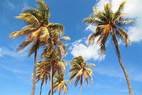 150 Cuban Royal Palm Tree Stock Photos Pictures And Royalty Free Images
