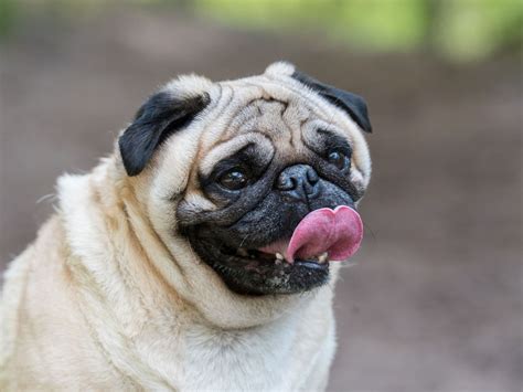 Should Pugs Be Banned