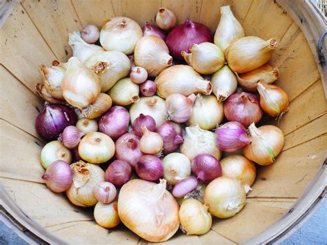 7 Secrets To Harvesting Curing And Storing Onions Garden Betty