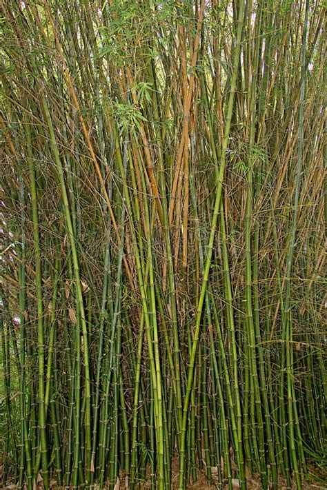 Tiges En Bambou Image Stock Image Du Nature Tiges Centrale