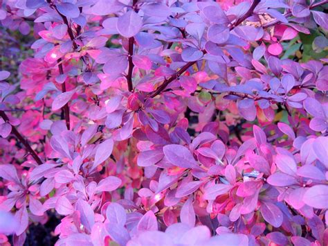 Download Nature Close Up Branch Fall Purple Leaf Plant 4k Ultra Hd