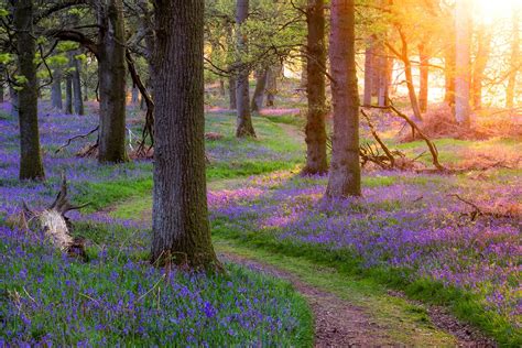 Download Sunny Purple Flower Flower Forest Nature Path Hd Wallpaper
