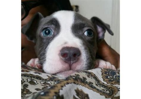 Jamil pitbull home sells the best pitbull puppies near me. 101 best puppies for sale near me images on Pinterest ...