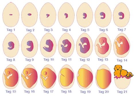 Stadien Der Embryonalentwicklung