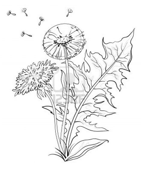 Flowers Dandelions With Leaves And Seeds Contours Vector Stock Photo
