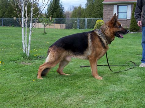 Blackforest K9 Kennels German Shepherd Dog Breeder Otisville Michigan