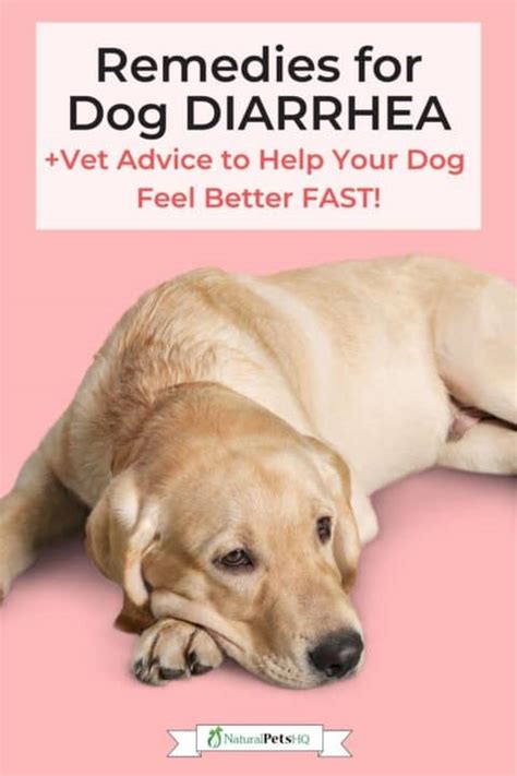 Ask A Vet My Dog Has Diarrhea But Is Acting Fine Natural Pets Hq