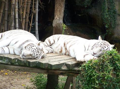 If you can't get to new orleans but still need an animal fix (and who doesn't?), you can. Lots of animals! - Picture of Audubon Zoo, New Orleans ...