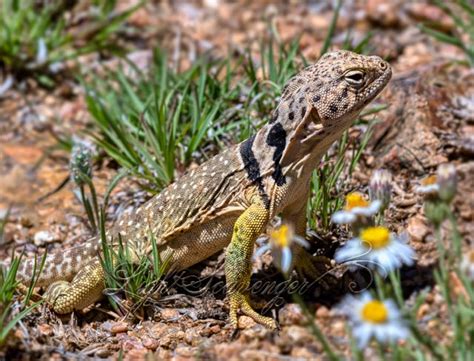 Mayberry if their was a name like : Female Collared Lizard - New Mexico Photo Journal