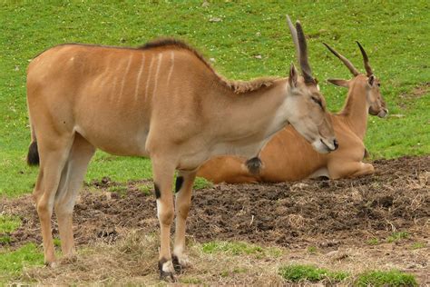 Common Eland Taurotragus Oryx Brilliant Creation