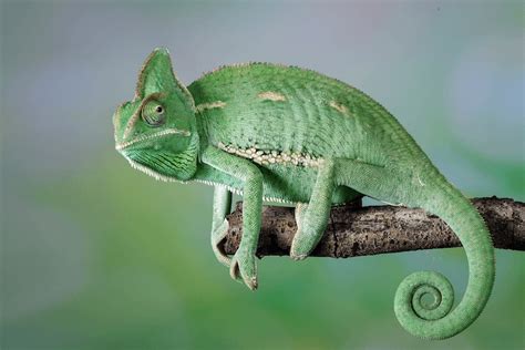 Veiled Chameleon 101 Care Sheet Lifespan Diet And Colors More Reptiles