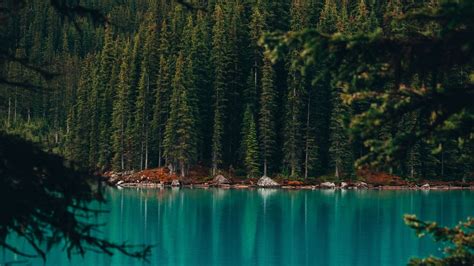 Wallpaper Pine Trees Coast Water Lake Trees Forest Tree Forest