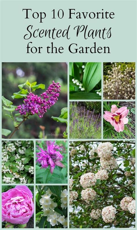 Learn About 10 Favorite Scented Plants Including Shrubs And Perennials