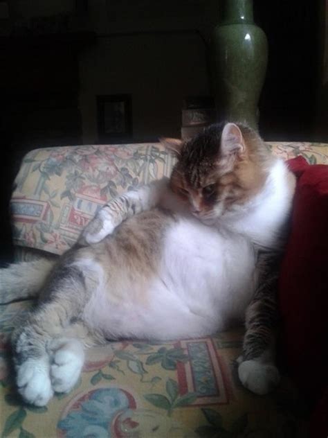 24 Cats Who Are Trying To Bring Sexy Back